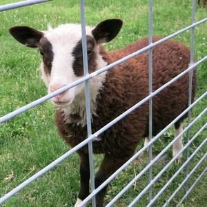 Meet your Posher, Carrie